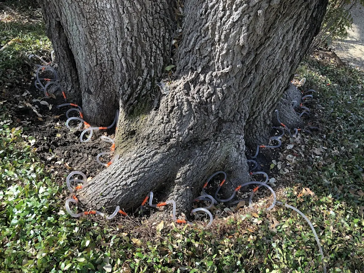 Detailed Tree Cabling and Bracing job site in Gwynn Oak