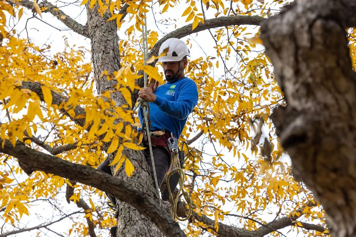 Skilled Tree Planing crew working in Gwynn Oak